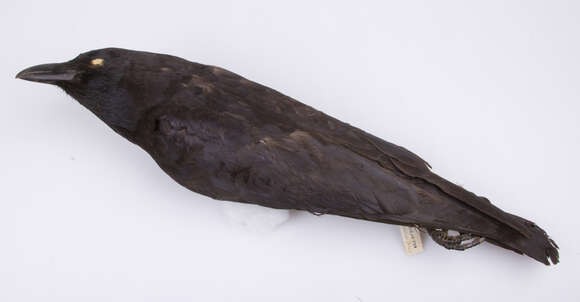 Image of American crow