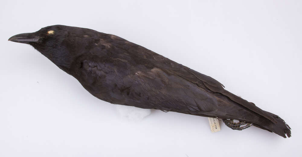 Image of Corvus brachyrhynchos brachyrhynchos Brehm & CL 1822