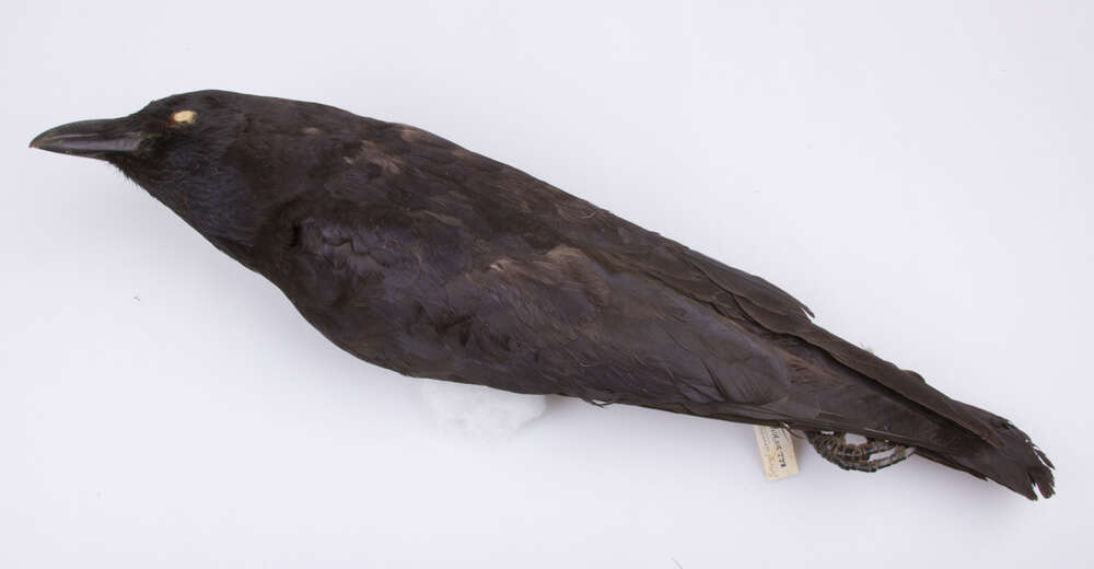 Слика од Corvus brachyrhynchos brachyrhynchos Brehm & CL 1822