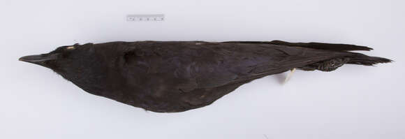 Image of Corvus brachyrhynchos brachyrhynchos Brehm & CL 1822