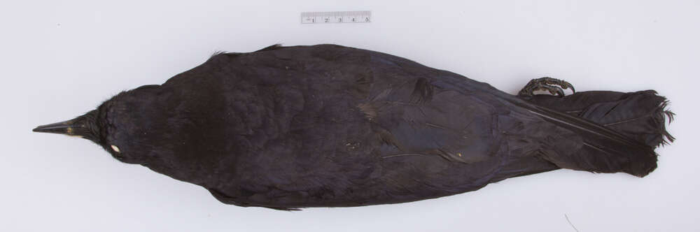 Image of Corvus brachyrhynchos brachyrhynchos Brehm & CL 1822