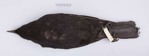 Image of Corvus brachyrhynchos brachyrhynchos Brehm & CL 1822