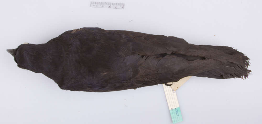 Слика од Corvus ossifragus Wilson & A 1812