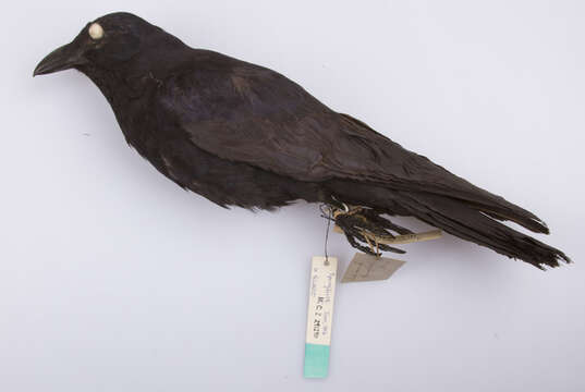 Image of Fish Crow