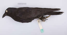 Image of Fish Crow