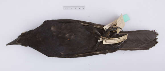 Image of Fish Crow