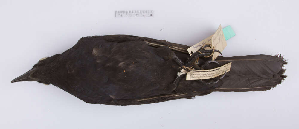 Image of Fish Crow