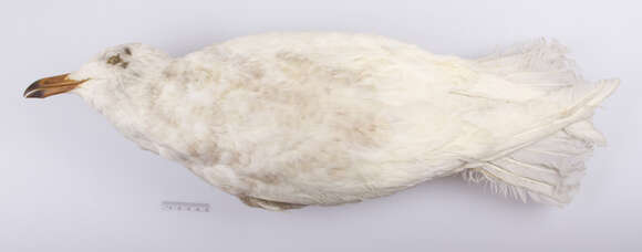 Image of Glaucous Gull