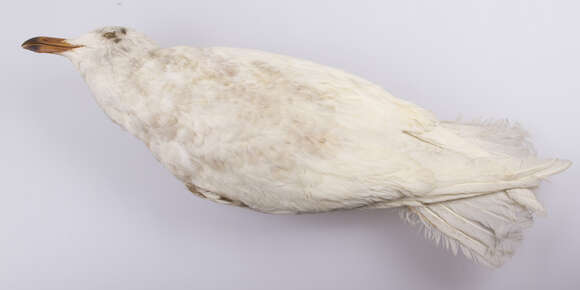 Image of Glaucous Gull