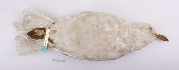 Image of Glaucous Gull