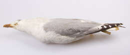 Imagem de Larus argentatus Pontoppidan 1763