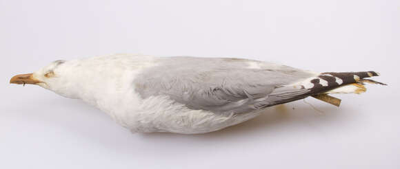 Image of European Herring Gull