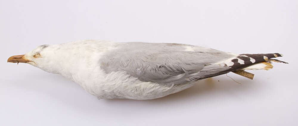 Imagem de Larus argentatus Pontoppidan 1763