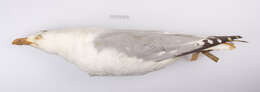 Imagem de Larus argentatus Pontoppidan 1763