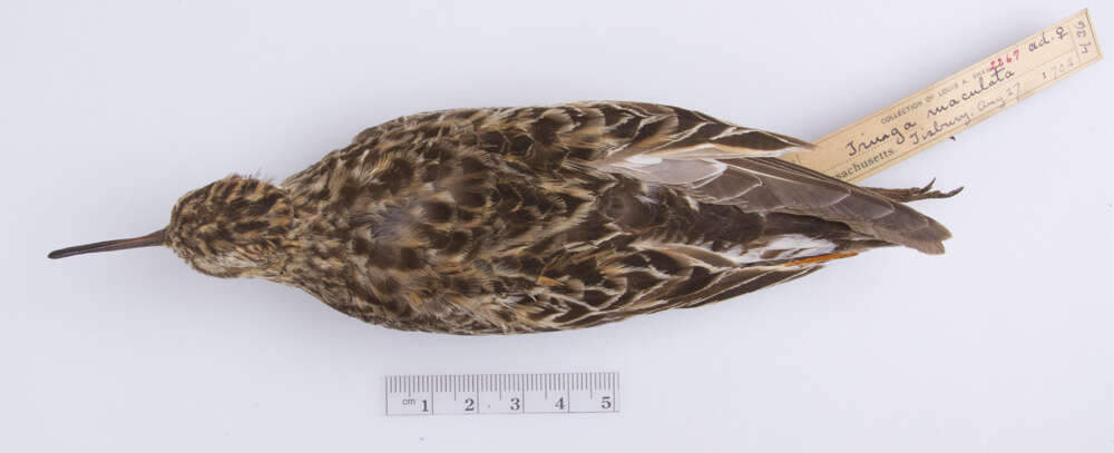 Image of Pectoral Sandpiper