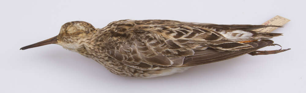 Image of Pectoral Sandpiper