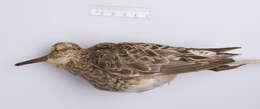 Image of Pectoral Sandpiper