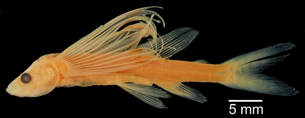 Image de Bathypterois