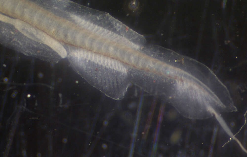 Image of Parataeniophorus bertelseni Shiganova 1989