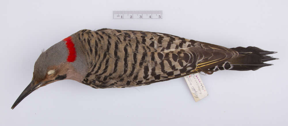 Image of Northern Flicker