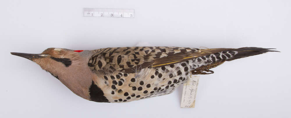 Image of Northern Flicker