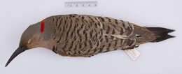 Image of Northern Flicker