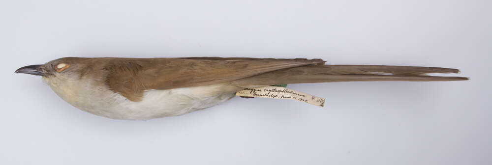 Image of Black-billed Cuckoo
