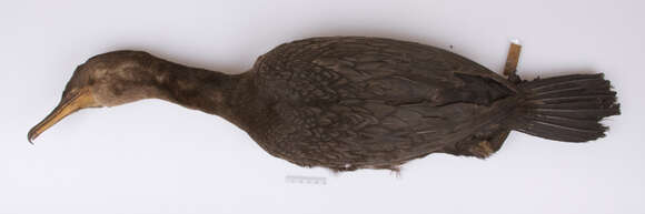 صورة Phalacrocorax auritus auritus (Lesson & R 1831)