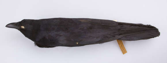 Image of Fish Crow