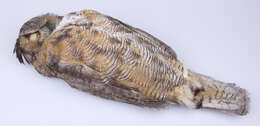 Image of Bubo virginianus virginianus (Gmelin & JF 1788)