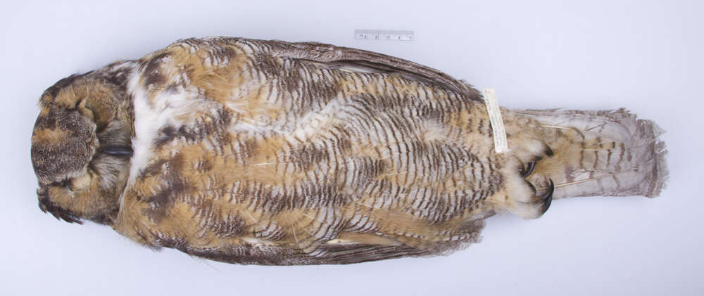 Image of Bubo virginianus virginianus (Gmelin & JF 1788)