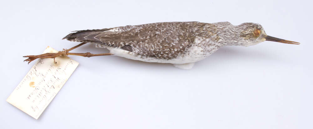 Image of Greater Yellowlegs