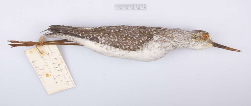 Image of Greater Yellowlegs