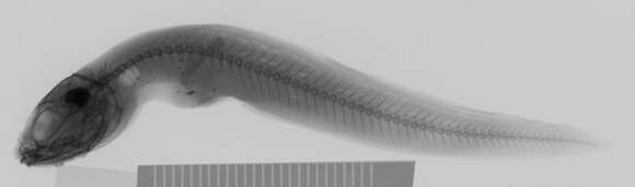 Image of Colonial cusk-eel