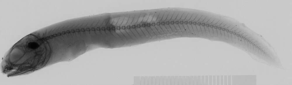 Image of Colonial cusk-eel