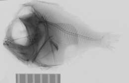 Image of Platyberyx opalescens Zugmayer 1911