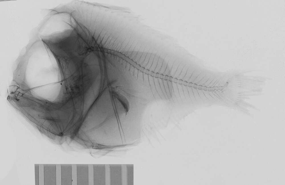 Image of Platyberyx opalescens Zugmayer 1911