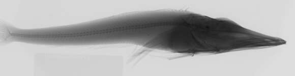 Image of Chaenocephalus