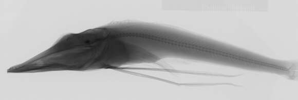 Image of Chaenocephalus