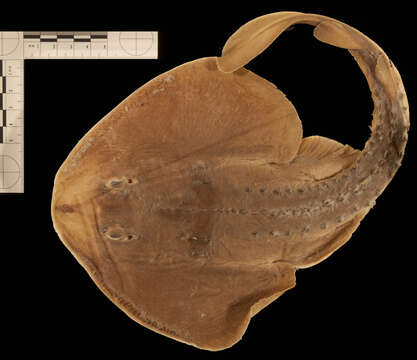 Image of Platyrhinoidis