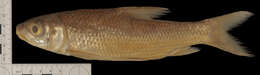 Image of Labeobarbus tropidolepis (Boulenger 1900)