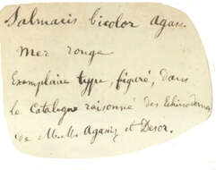 Sivun Salmacis bicolor L. Agassiz ex L. Agassiz & Desor 1846 kuva