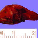 Image of Dolopichthys karsteni Leipertz & Pietsch 1987