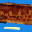 Image of Crenicichla marmorata Pellegrin 1904