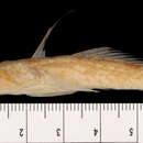 Image of Goode and Bean’s dragonet