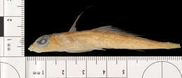 Image of Goode and Bean’s dragonet
