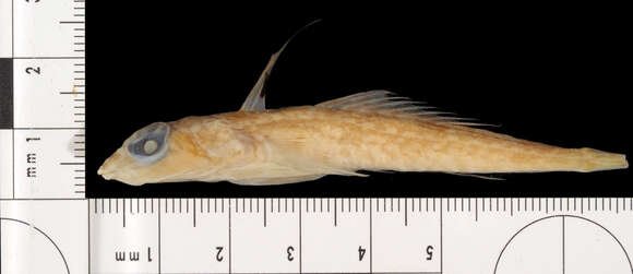 Image of Goode and Bean’s dragonet