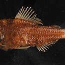 Image of Bluntnose Lanternfish