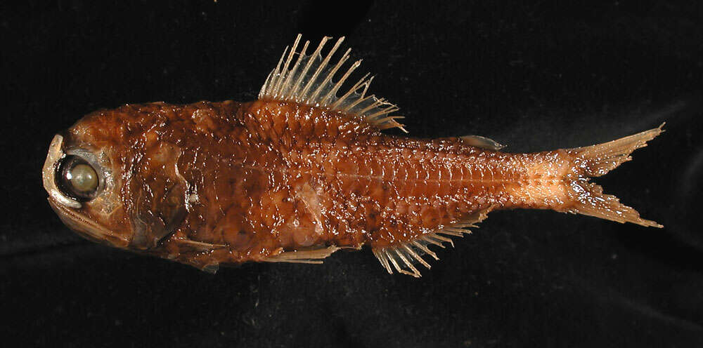 Image of Bluntnose Lanternfish