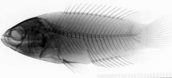 Ctenopoma muriei (Boulenger 1906)的圖片